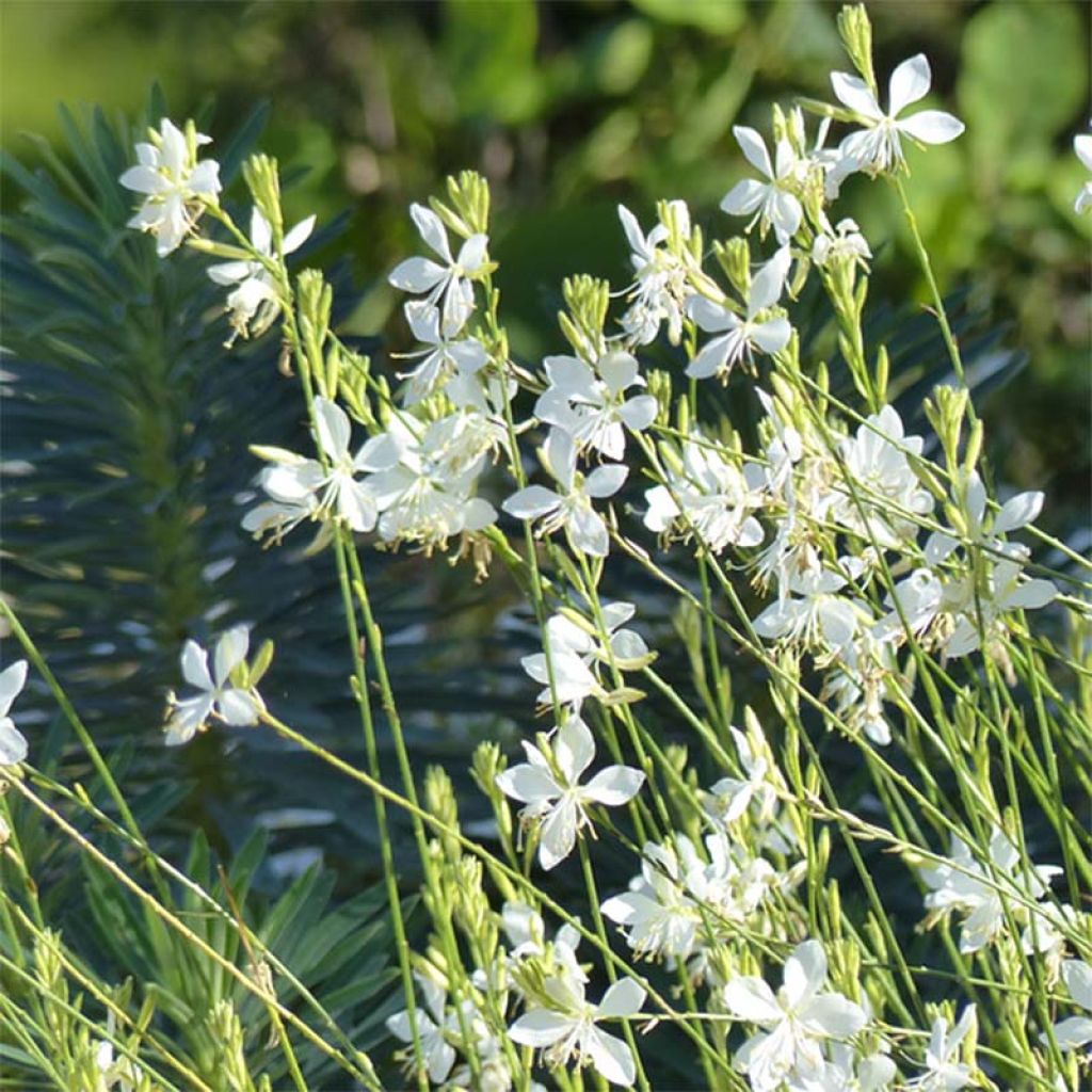 Gaura lindheimeri Snowbird - Gaura de Lindheimer 