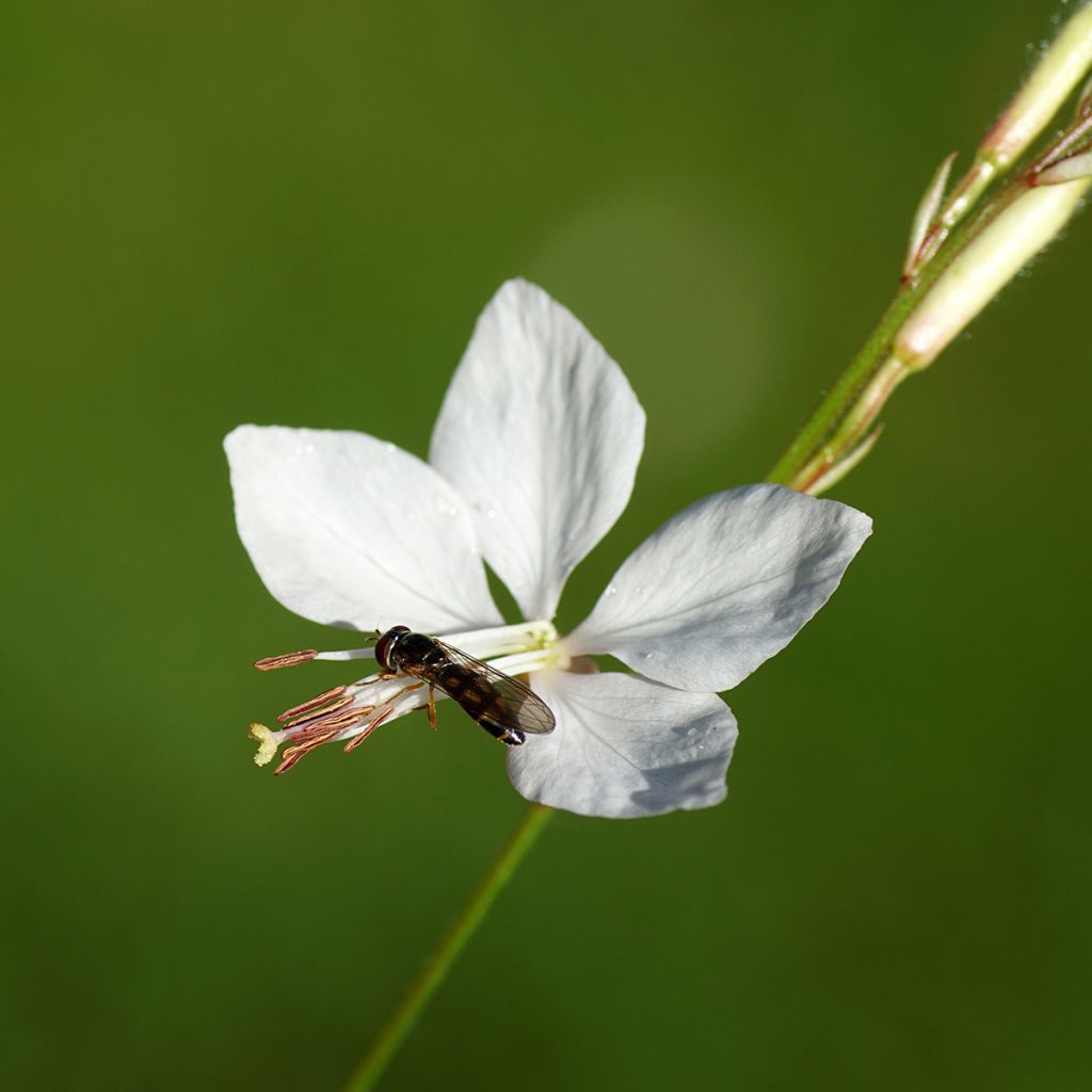 Gaura lindheimeri Snowbird