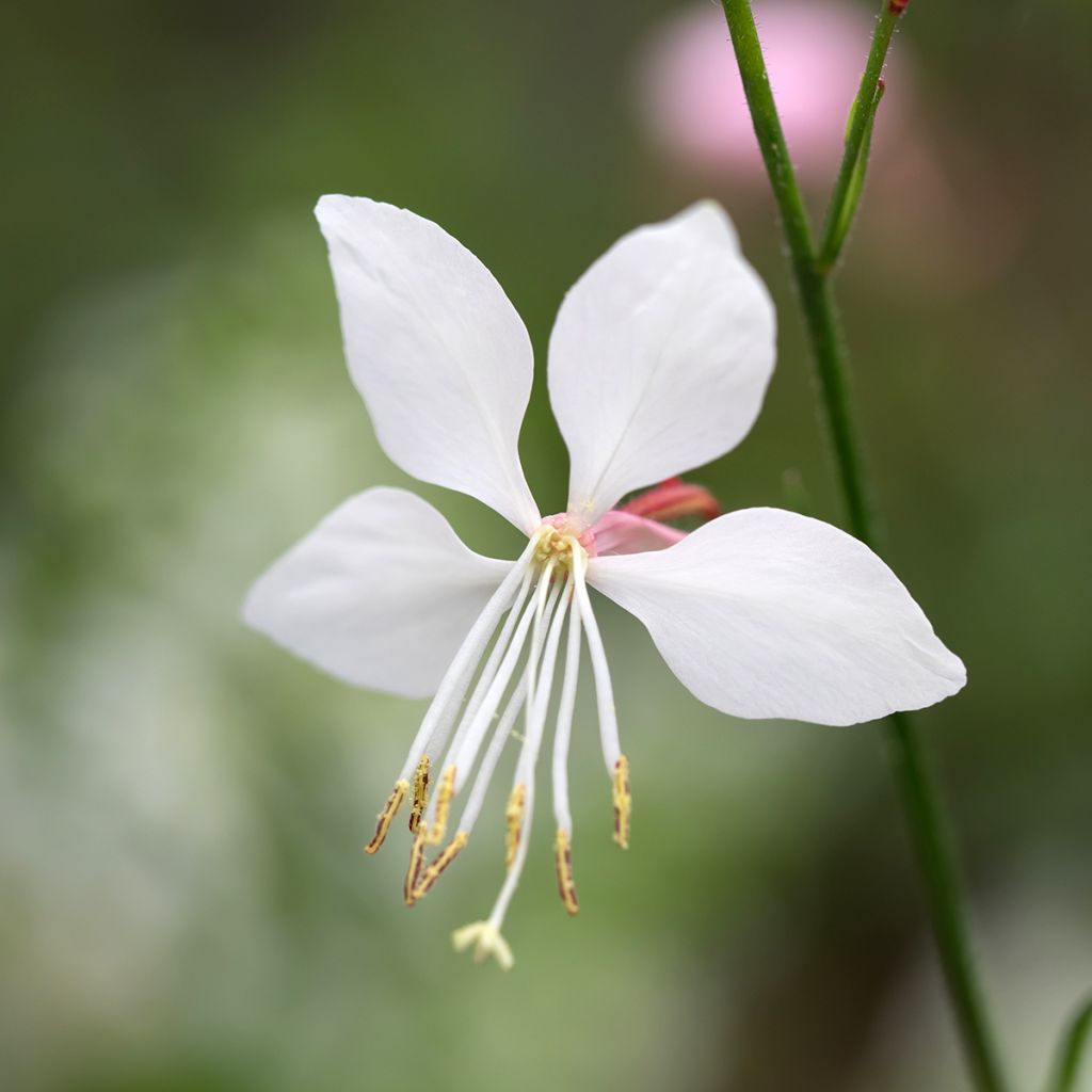 Gaura lindheimeri Steffi White