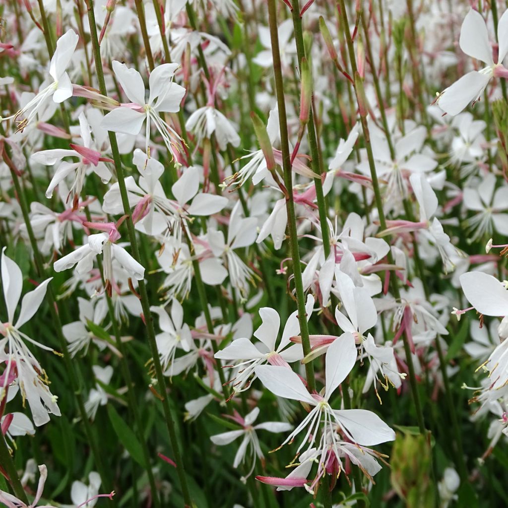 Gaura lindheimeri Whirling Butterflies