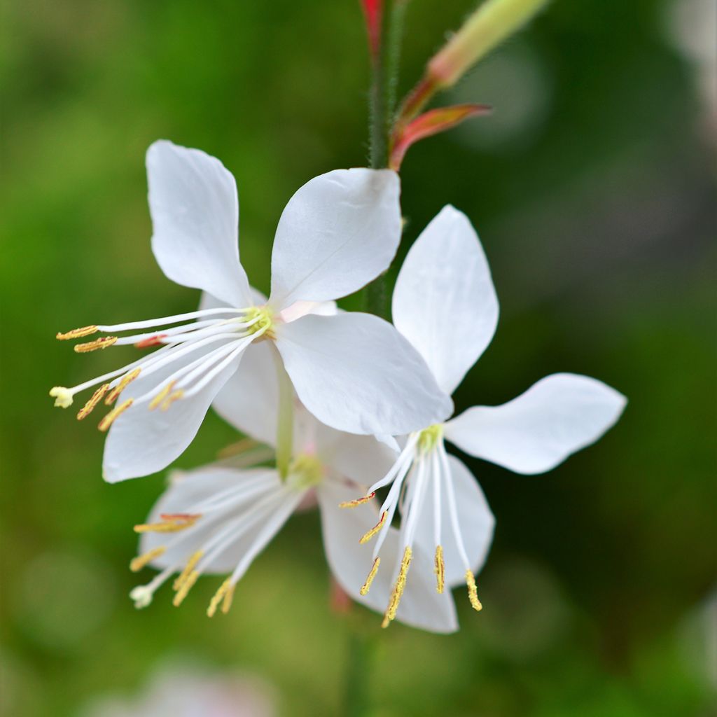 Gaura lindheimeri Snowstorm