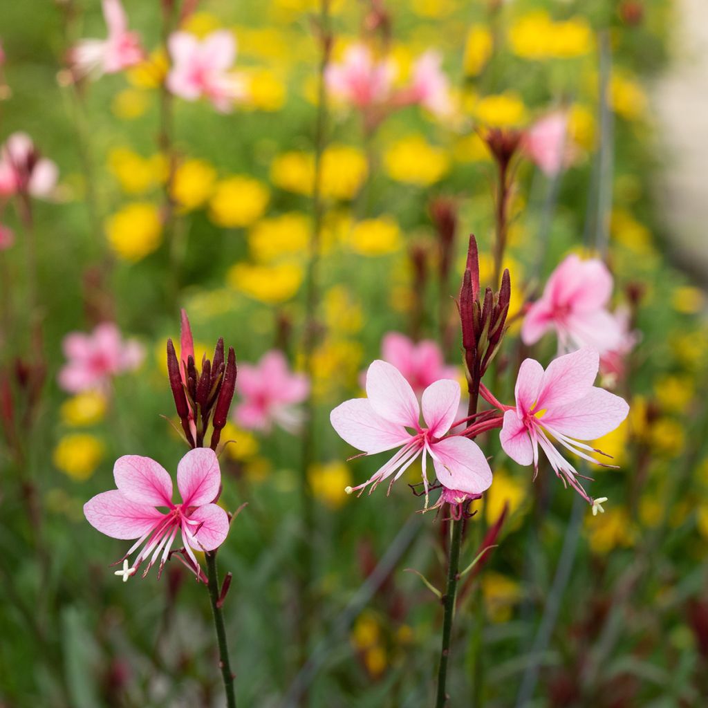 Gaura lindheimeri Siskiyou pink