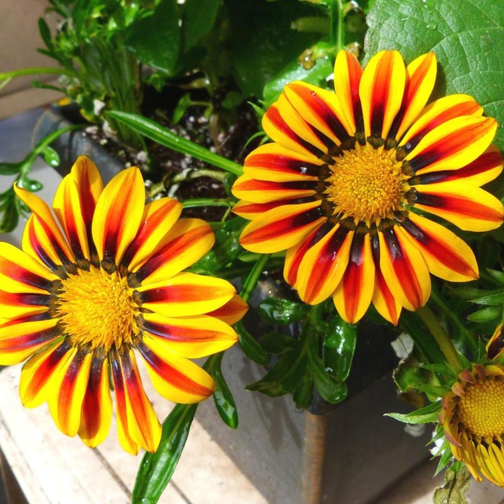 Gazania rigens Big Kiss White Flame