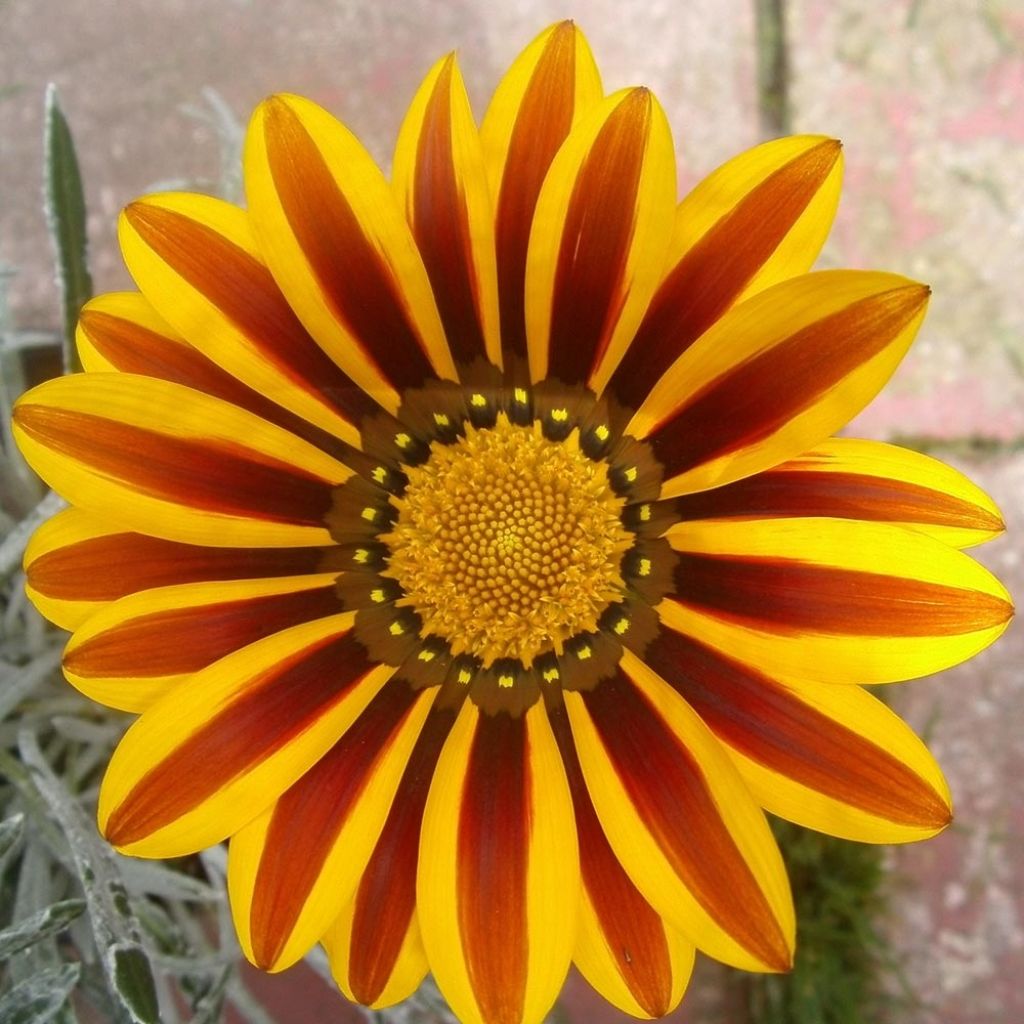 Gazania rigens Big Kiss White Flame