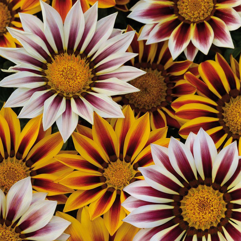 Gazania rigens Big Kiss White Flame