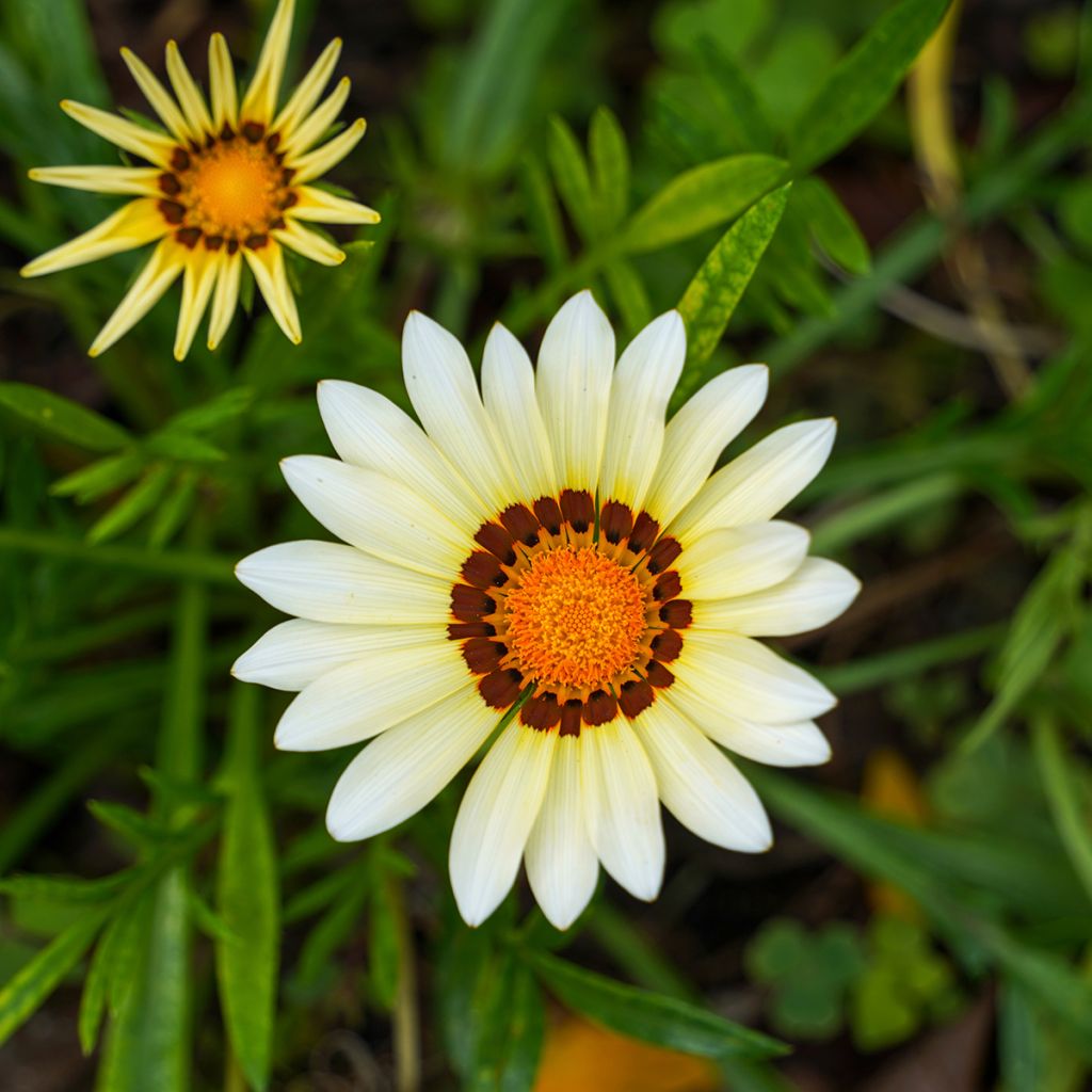 Gazania New Day White