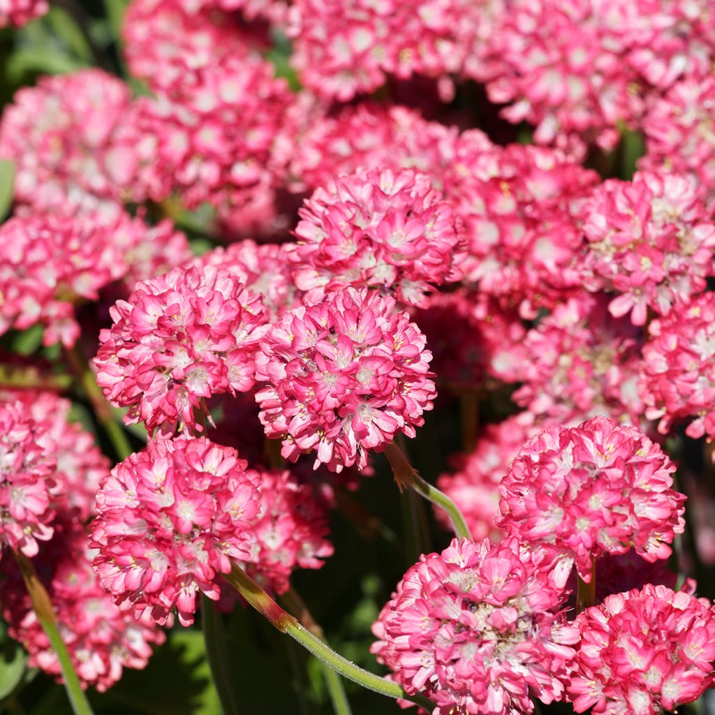 Armeria hybrida Ornament - Sea Thrift