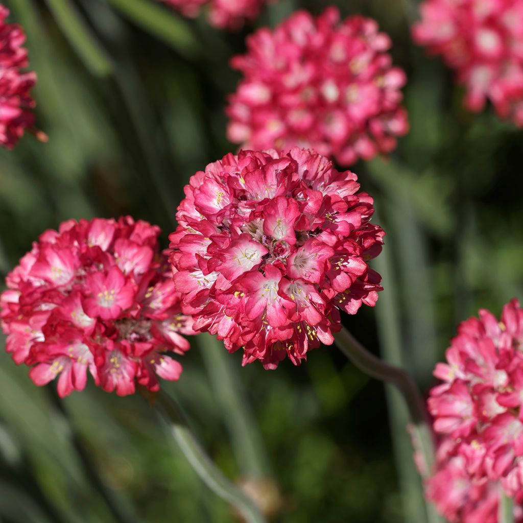 Armeria hybrida Ornament - Sea Thrift