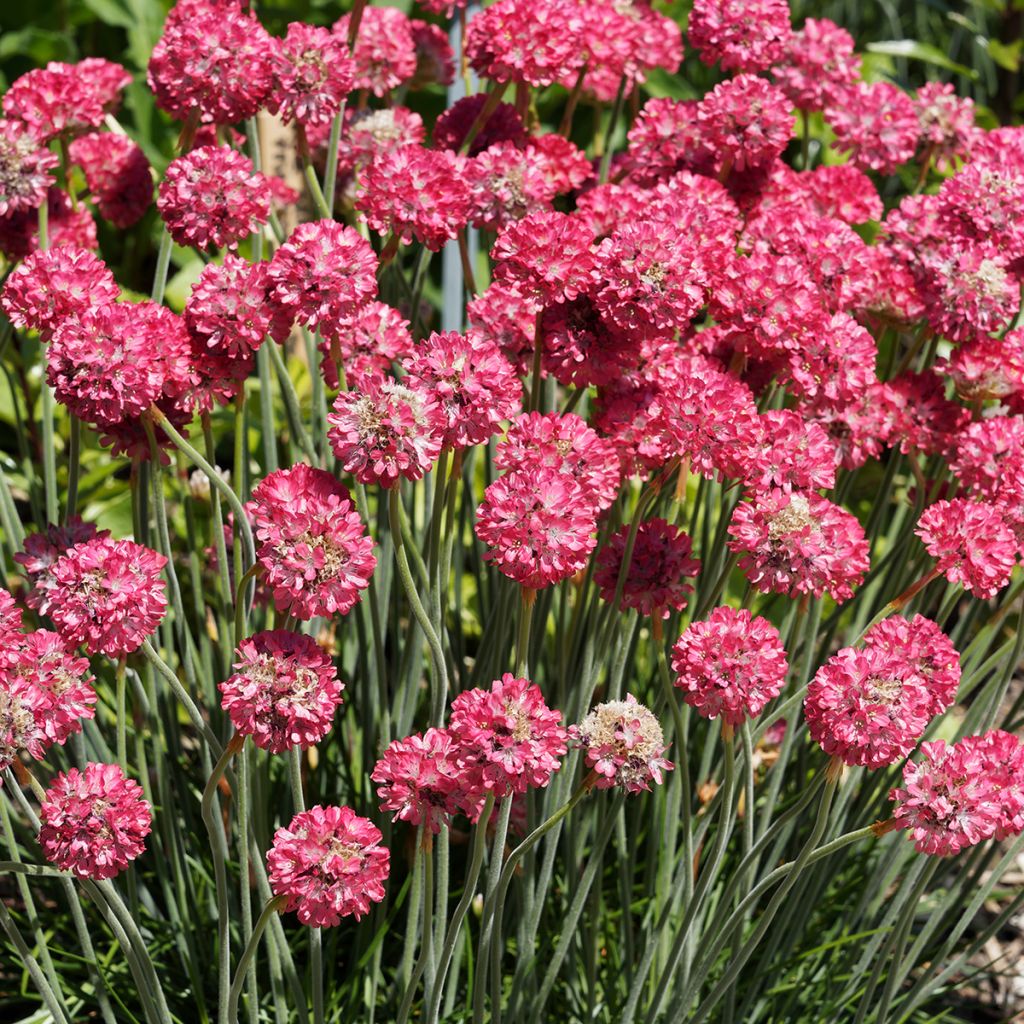 Armeria hybrida Ornament - Sea Thrift