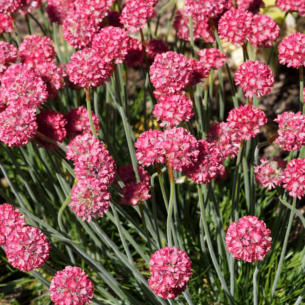 Armeria hybrida Ornament - Sea Thrift