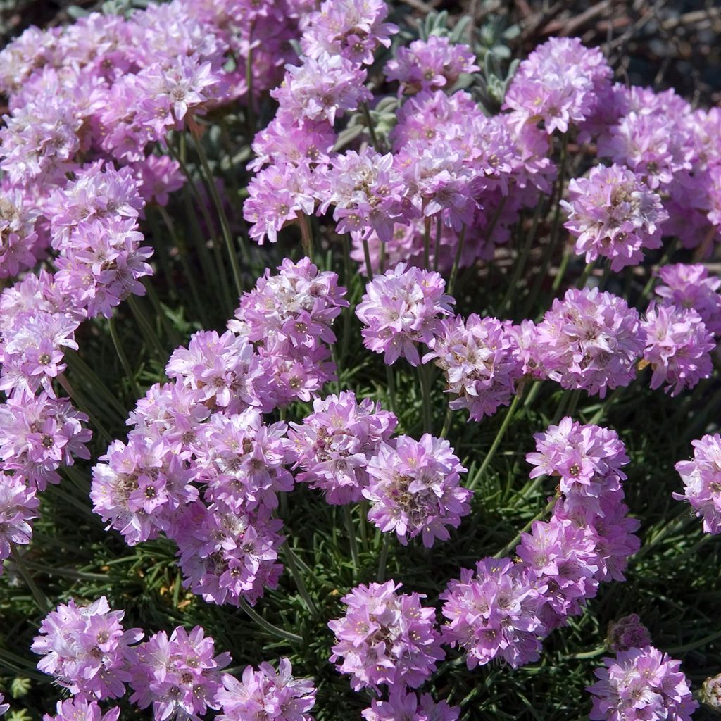 Armeria juniperifolia Bevans Variety - Sea Thrift