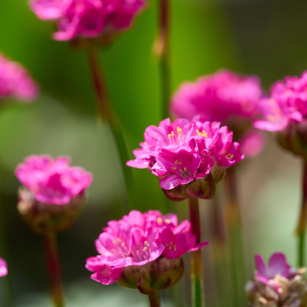 Armeria maritima Düsseldorfer Stolz - Sea Thrift