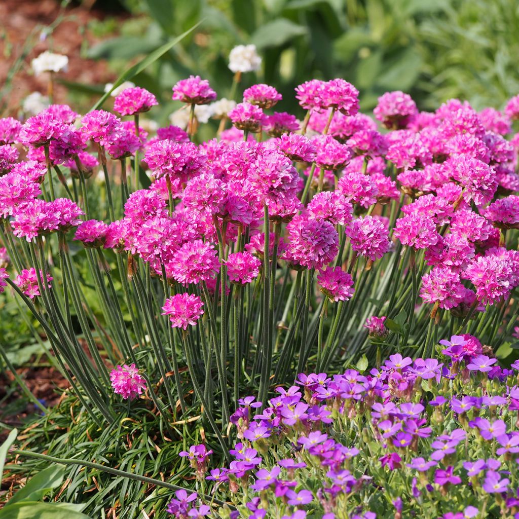 Armeria maritima Vesuvius - Sea Thrift