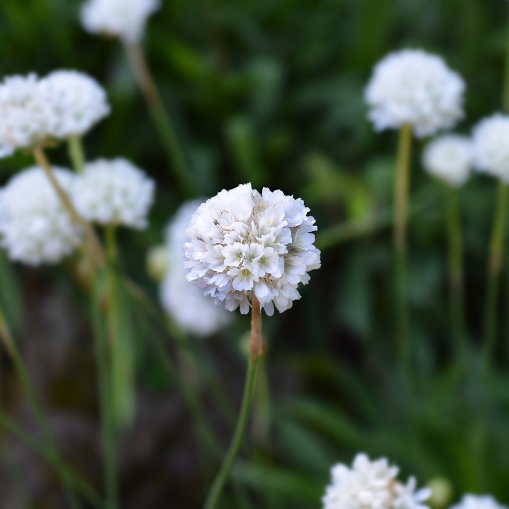 Armeria maritima Alba - Sea Thrift