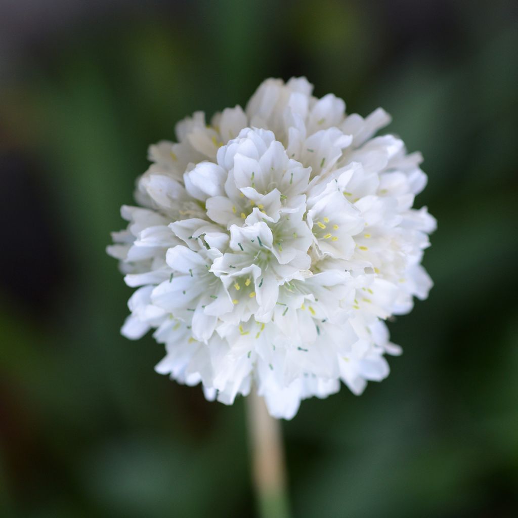 Armeria maritima Alba - Sea Thrift