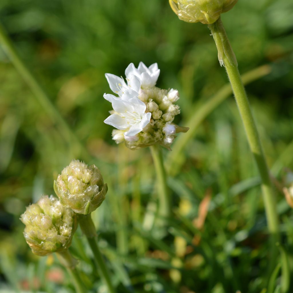 Armeria maritima Alba - Sea Thrift