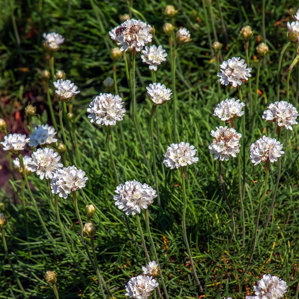 Armeria maritima Alba - Sea Thrift