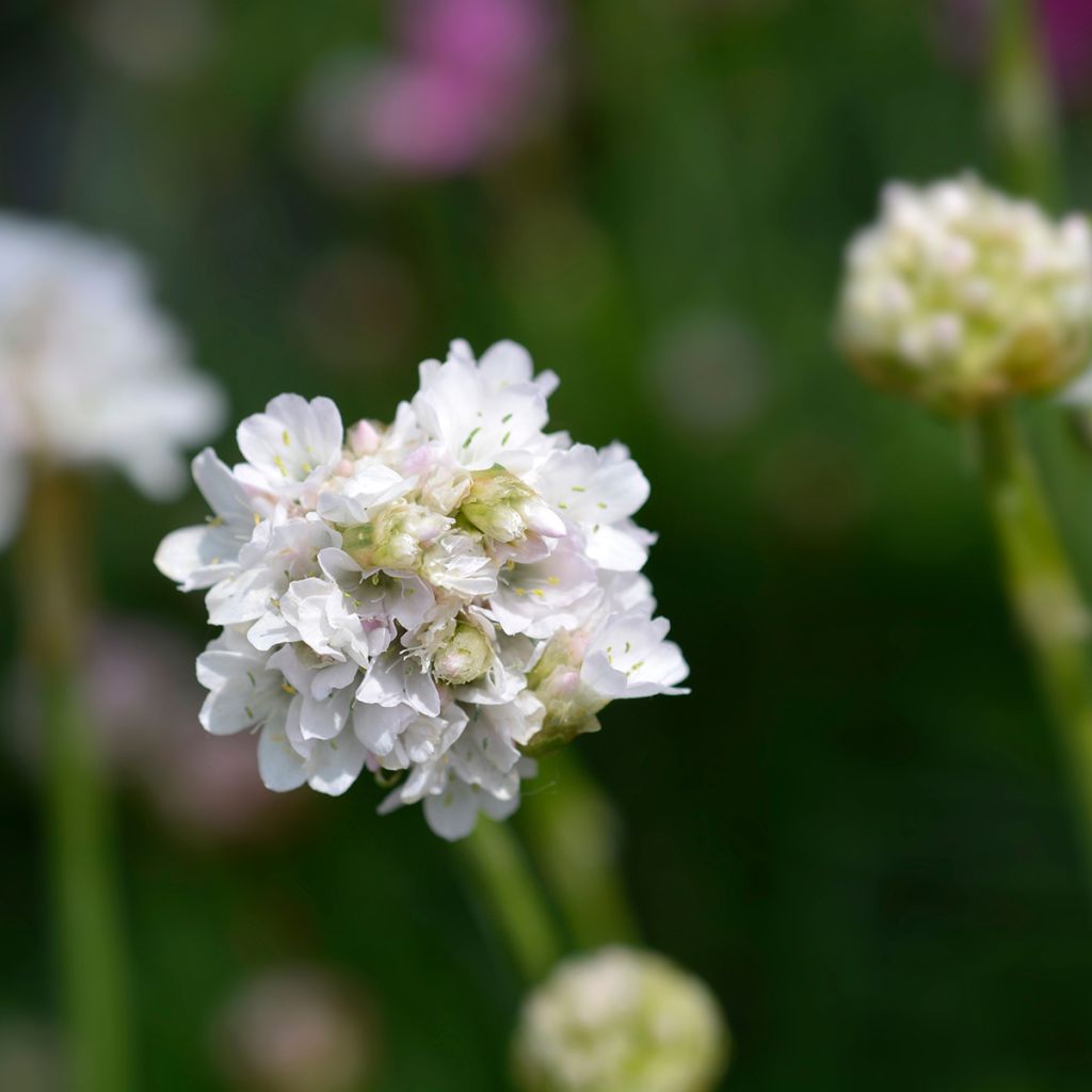 Armeria maritima Alba - Sea Thrift