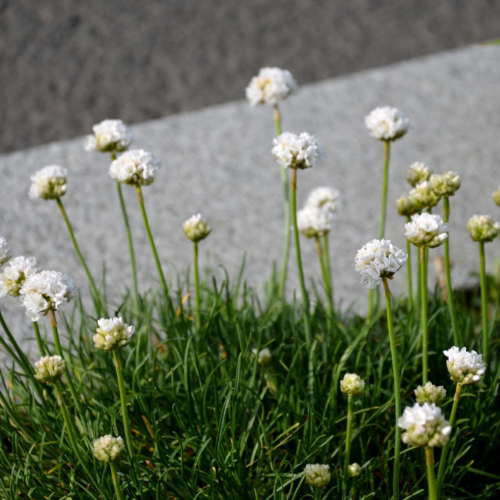 Armeria maritima Alba - Sea Thrift