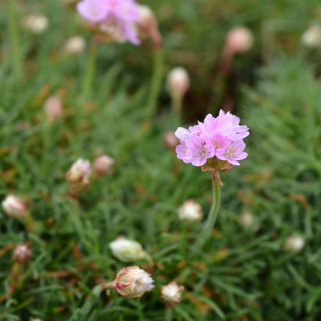 Armeria maritima Rosea - Sea Thrift