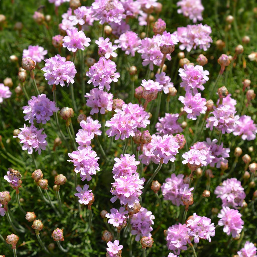 Armeria maritima Rosea - Sea Thrift