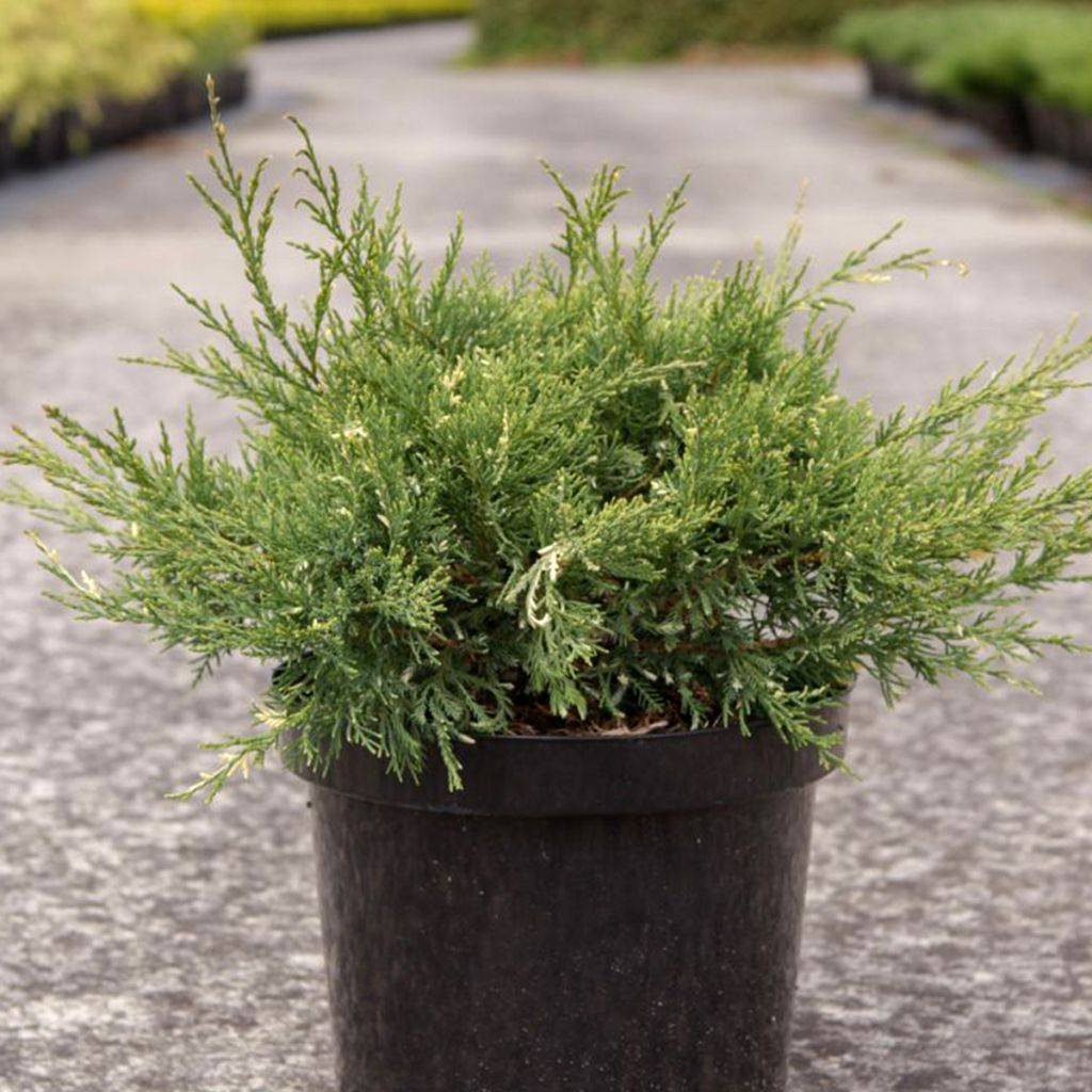 Genévrier - Juniperus pfitzeriana White Splash