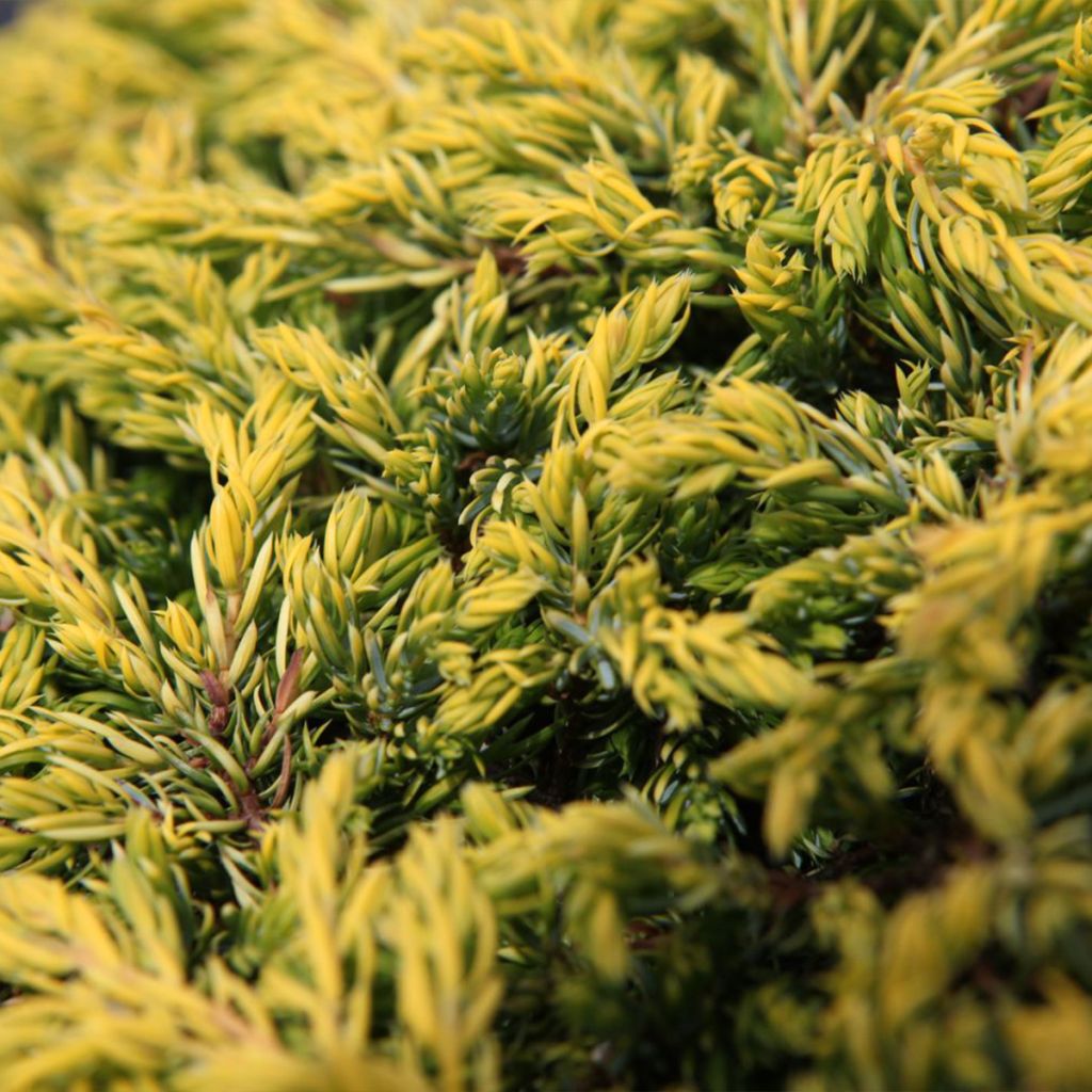 Genévrier commun - Juniperus communis Goldschatz