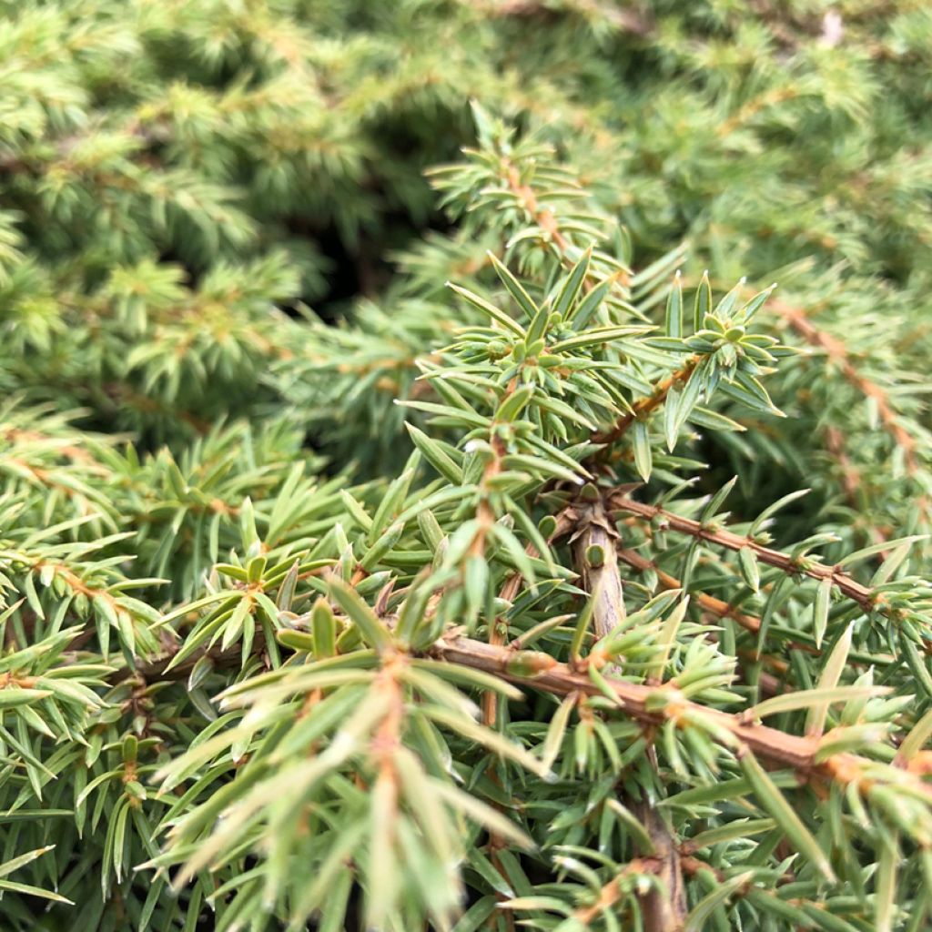 Common Juniper - Juniperus communis Green Carpet