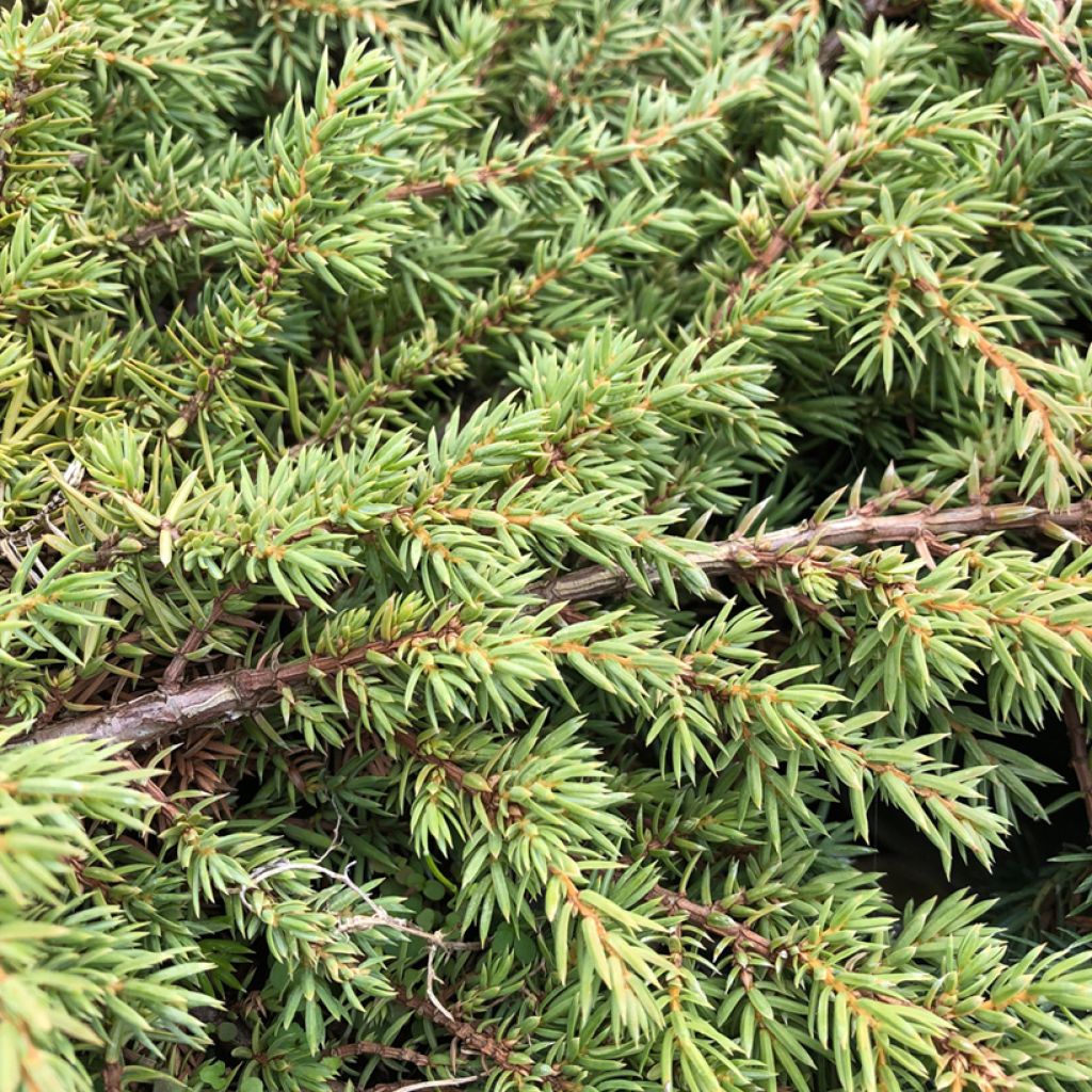 Common Juniper - Juniperus communis Green Carpet