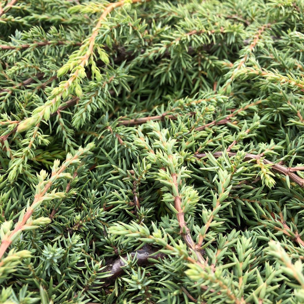 Common Juniper - Juniperus communis Green Carpet