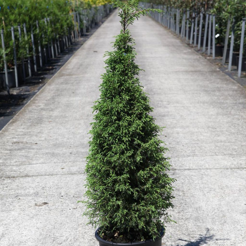 Genévrier commun - Juniperus communis Pyramidalis