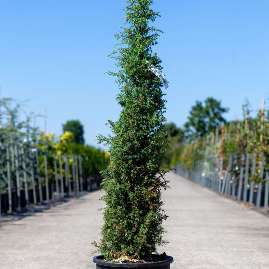 Genévrier commun - Juniperus communis Pyramidalis