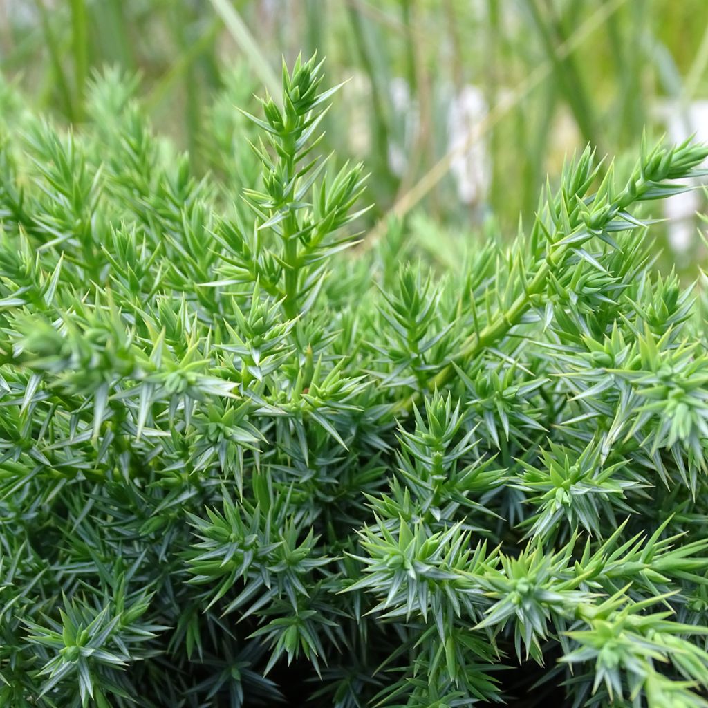 Genévrier écailleux - Juniperus squamata Blue Swede