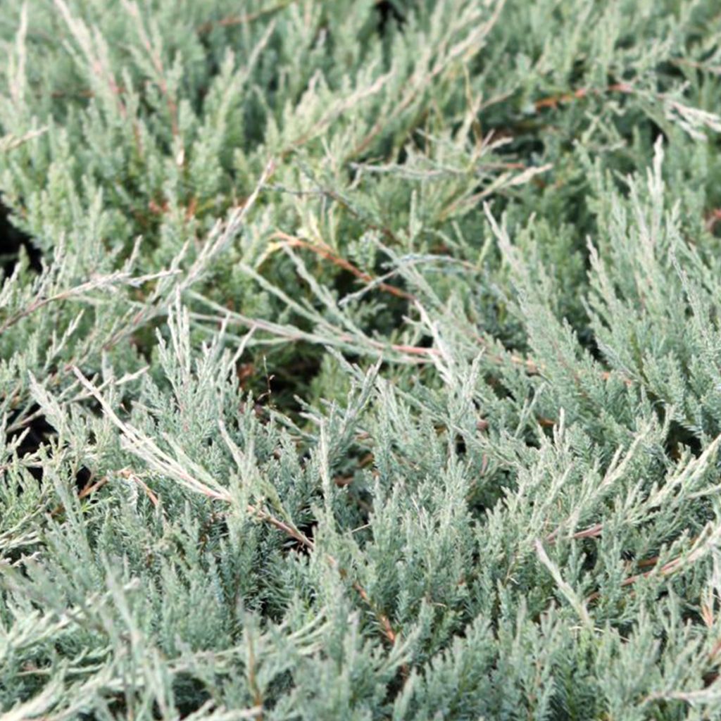Juniperus horizontalis Agnieszka
