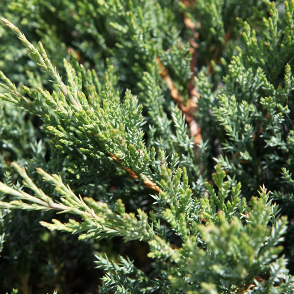 Juniperus horizontalis Agnieszka