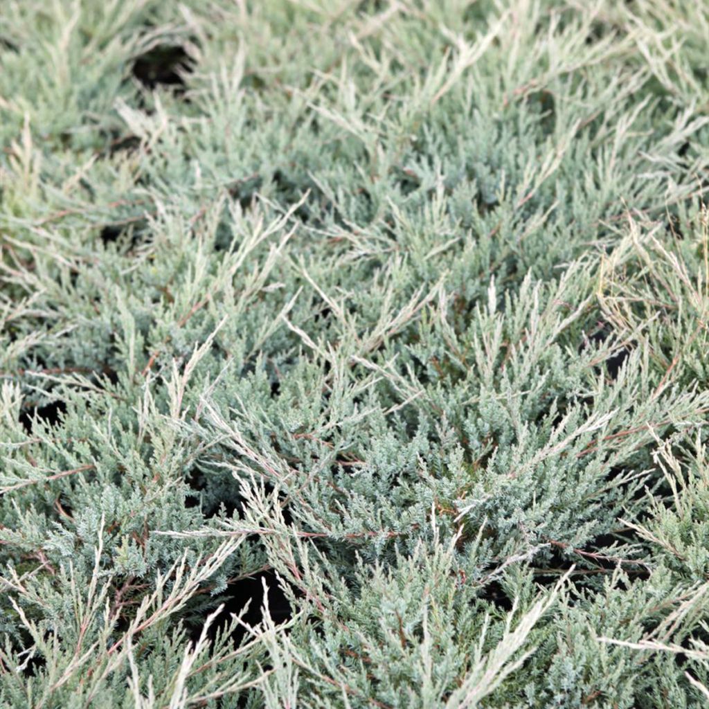 Juniperus horizontalis Agnieszka