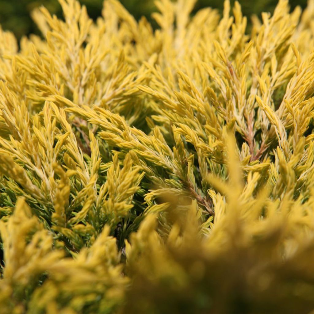 Juniperus horizontalis Limeglow