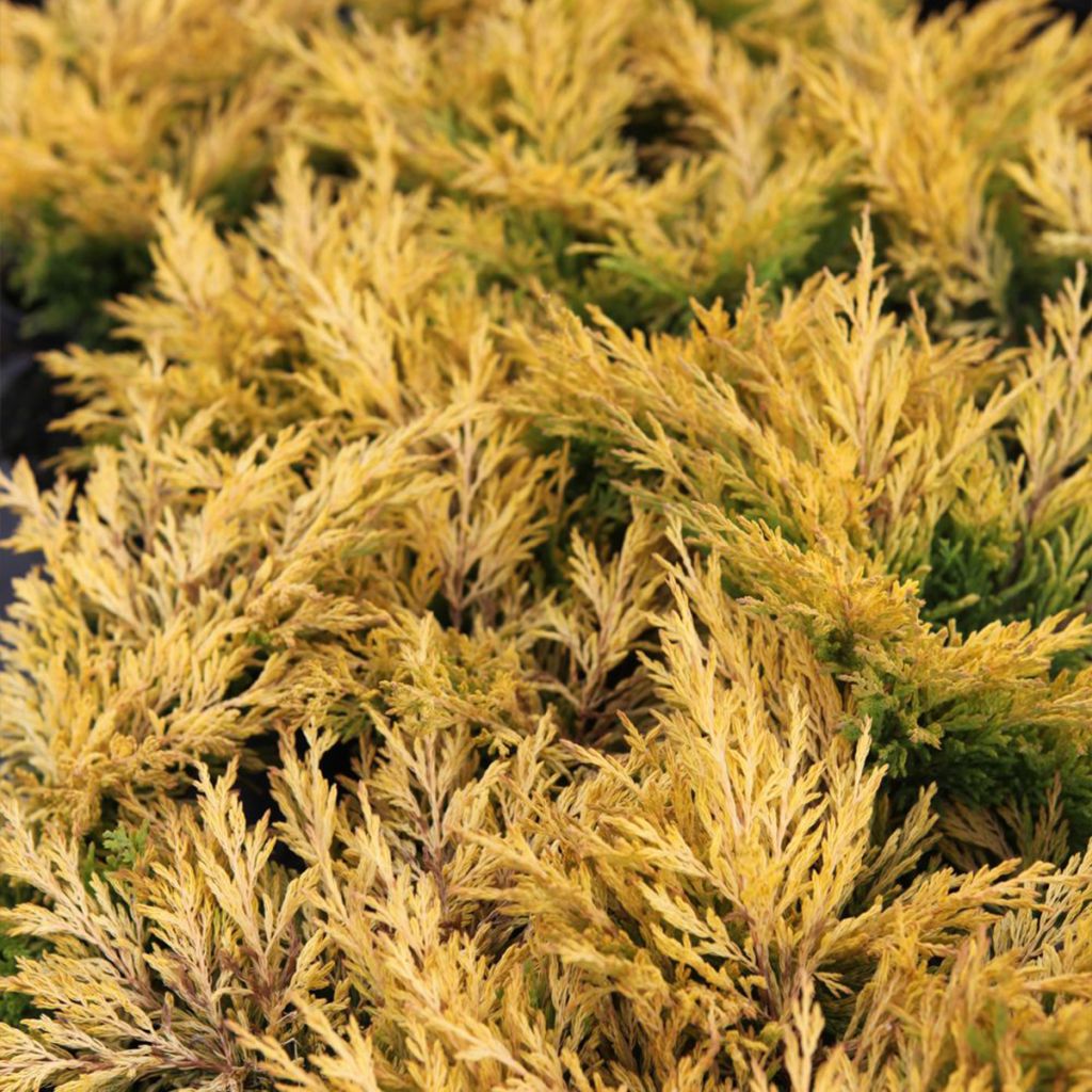 Genévrier horizontal - Juniperus horizontalis Limeglow