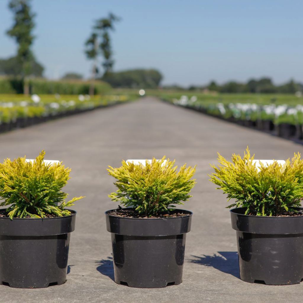 Juniperus horizontalis Limeglow