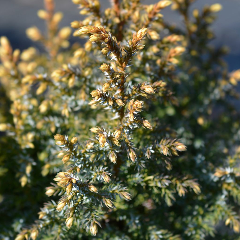 Juniperus pingii Hulsdonk Yellow