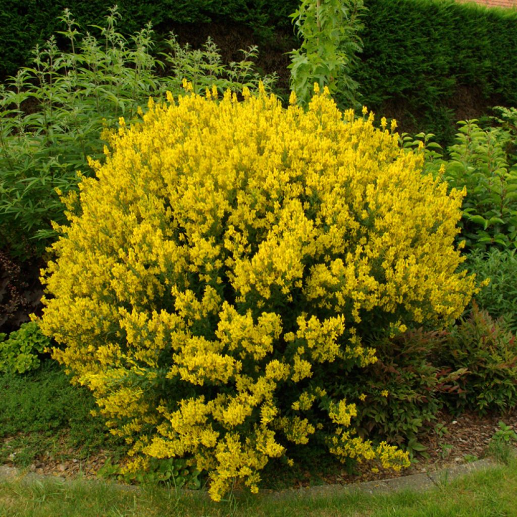 Genista tinctoria 'Plena' ('Flore Pleno')