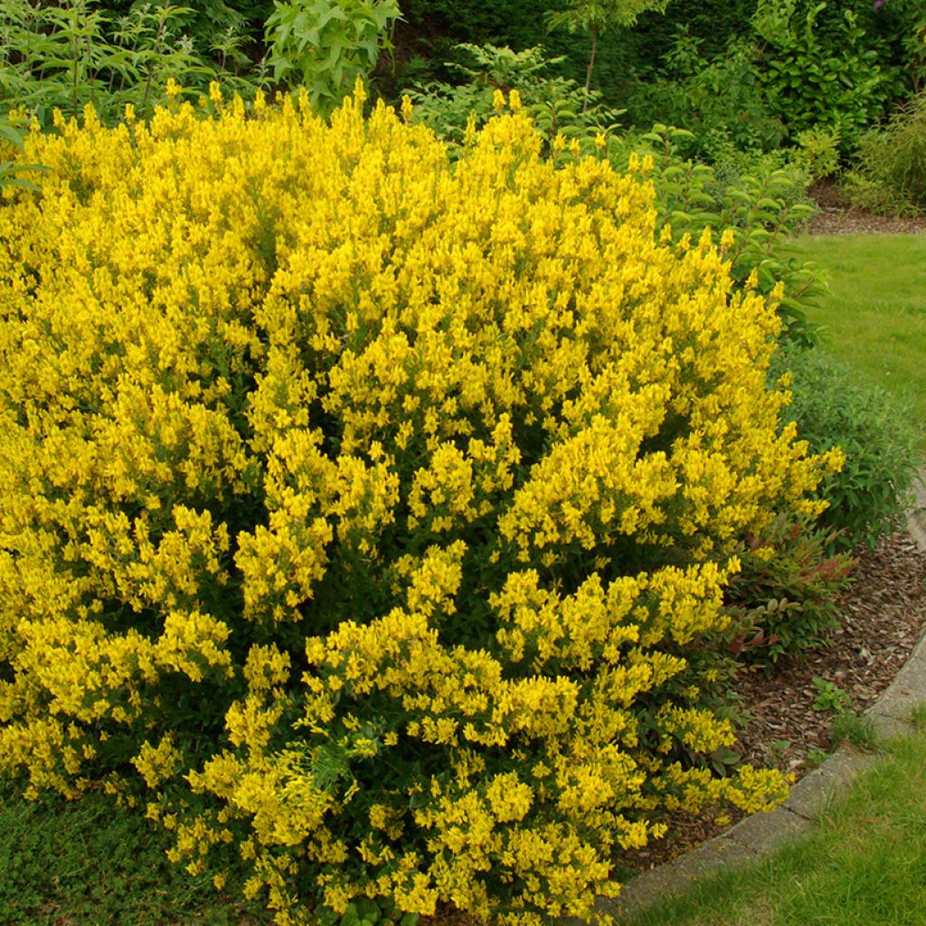 Genista tinctoria - dyer's greenweed