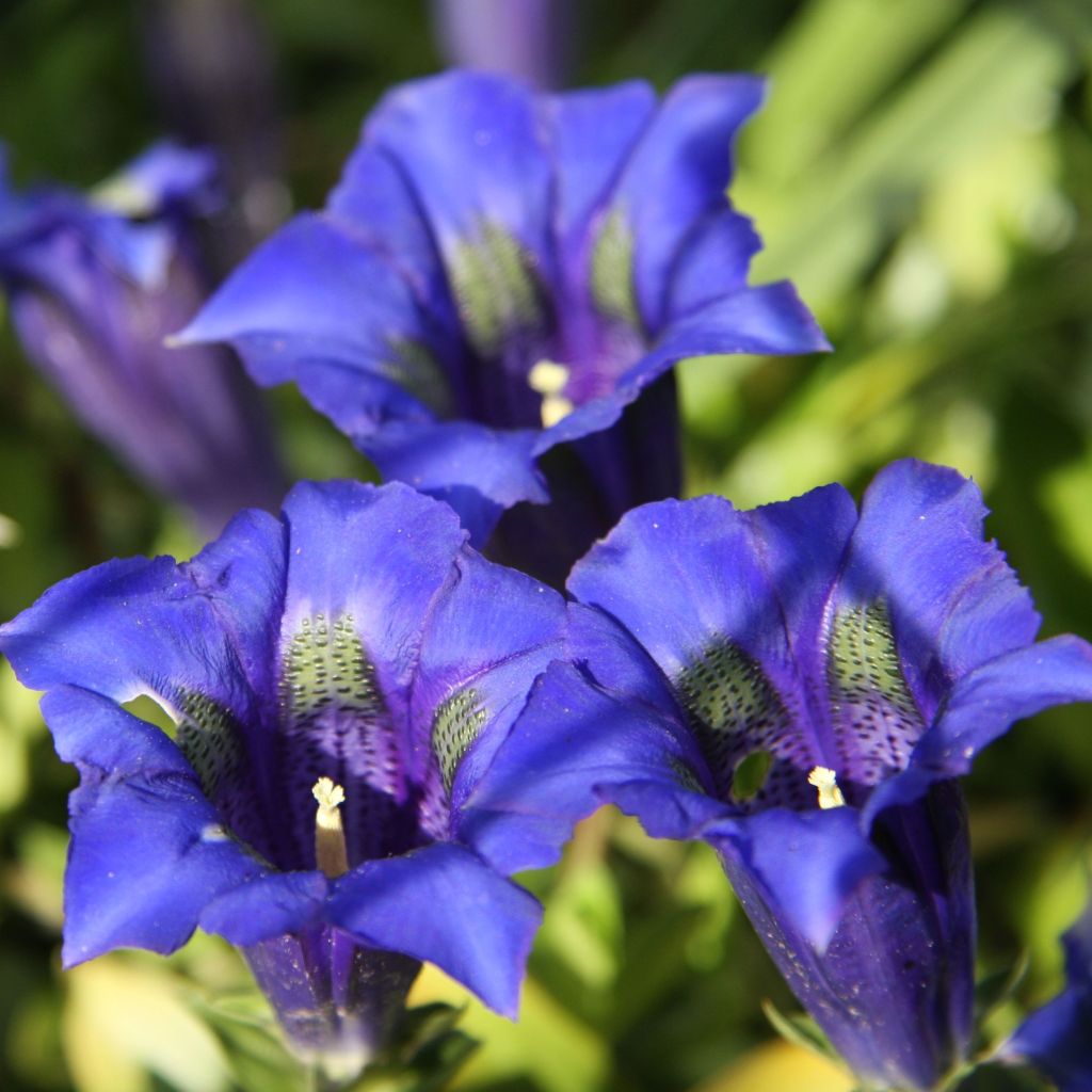 Gentiana acaulis - Gentiane acaule - Gentiane des Alpes