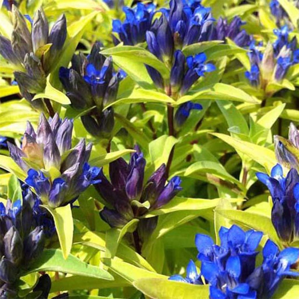 Gentiana cruciata - Gentiane croisette