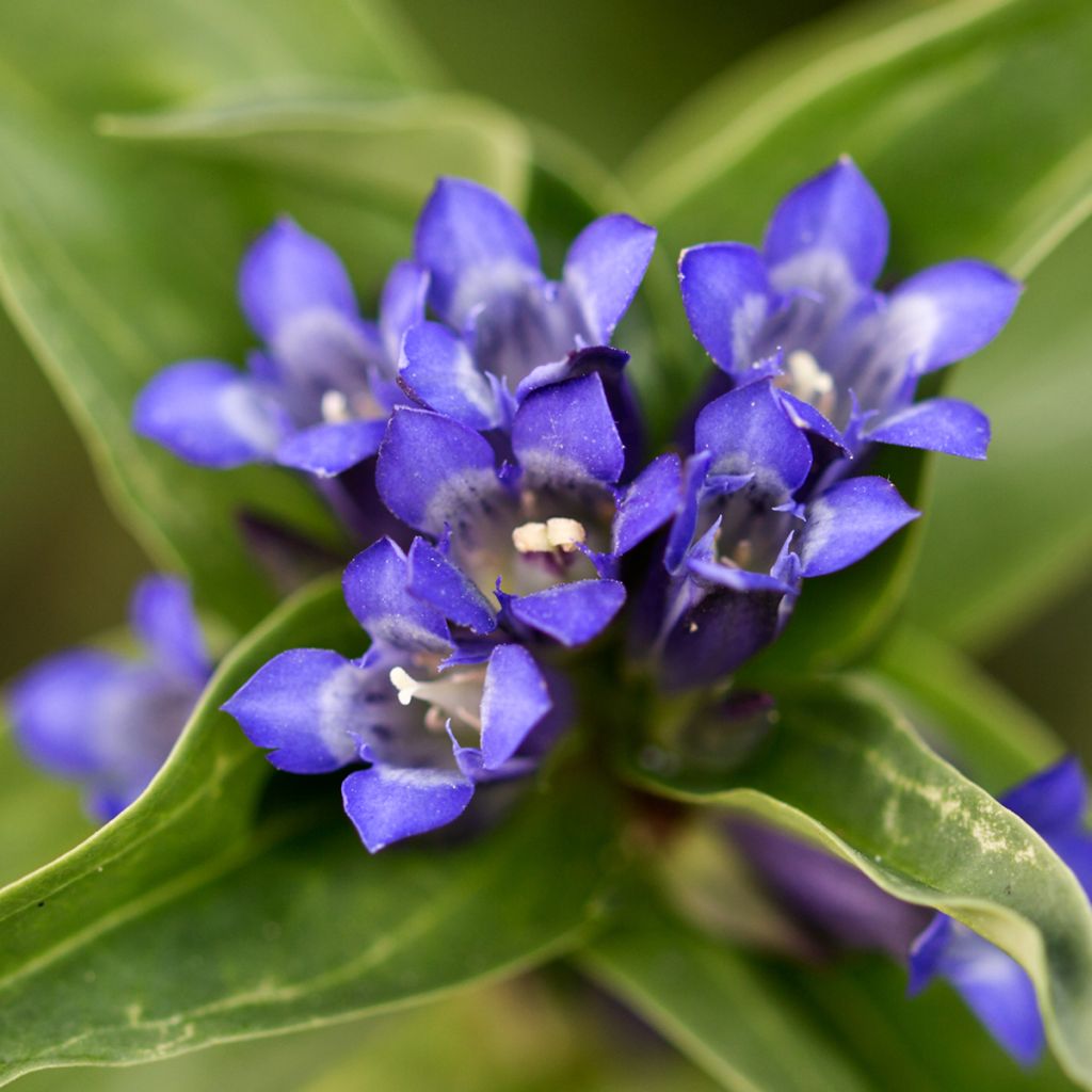 Gentiana cruciata - Cross Gentian