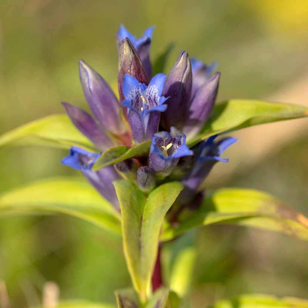 Gentiana cruciata - Cross Gentian