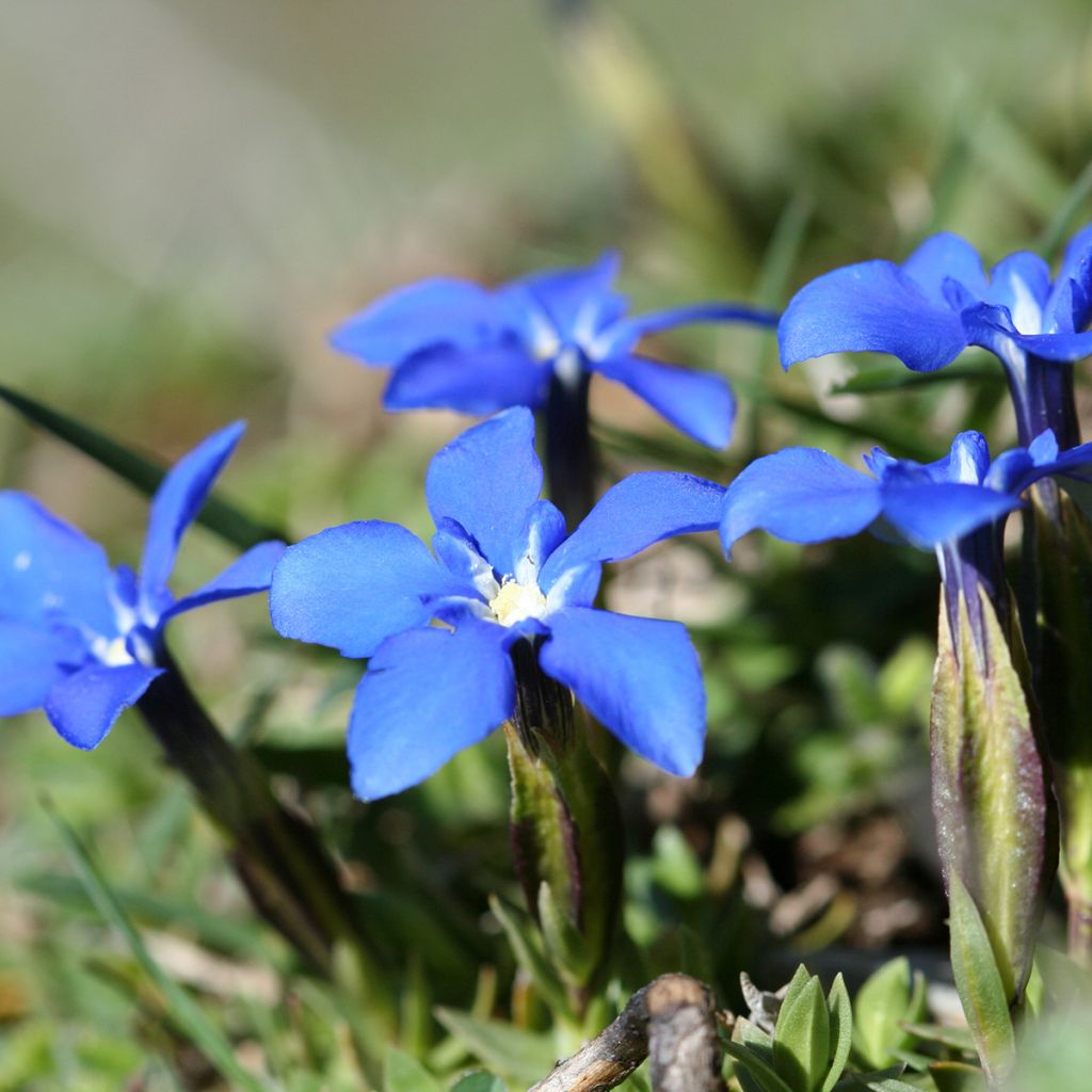 Gentiana verna