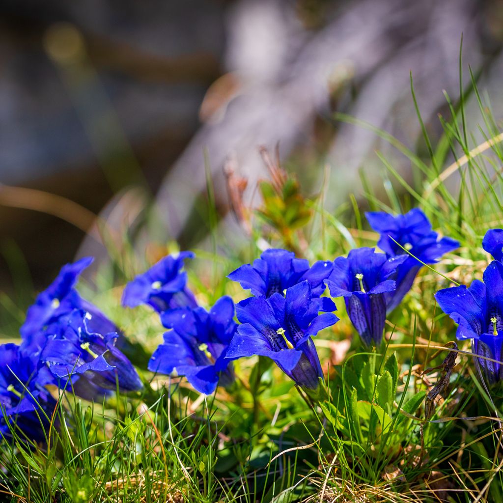 Gentiana acaulis