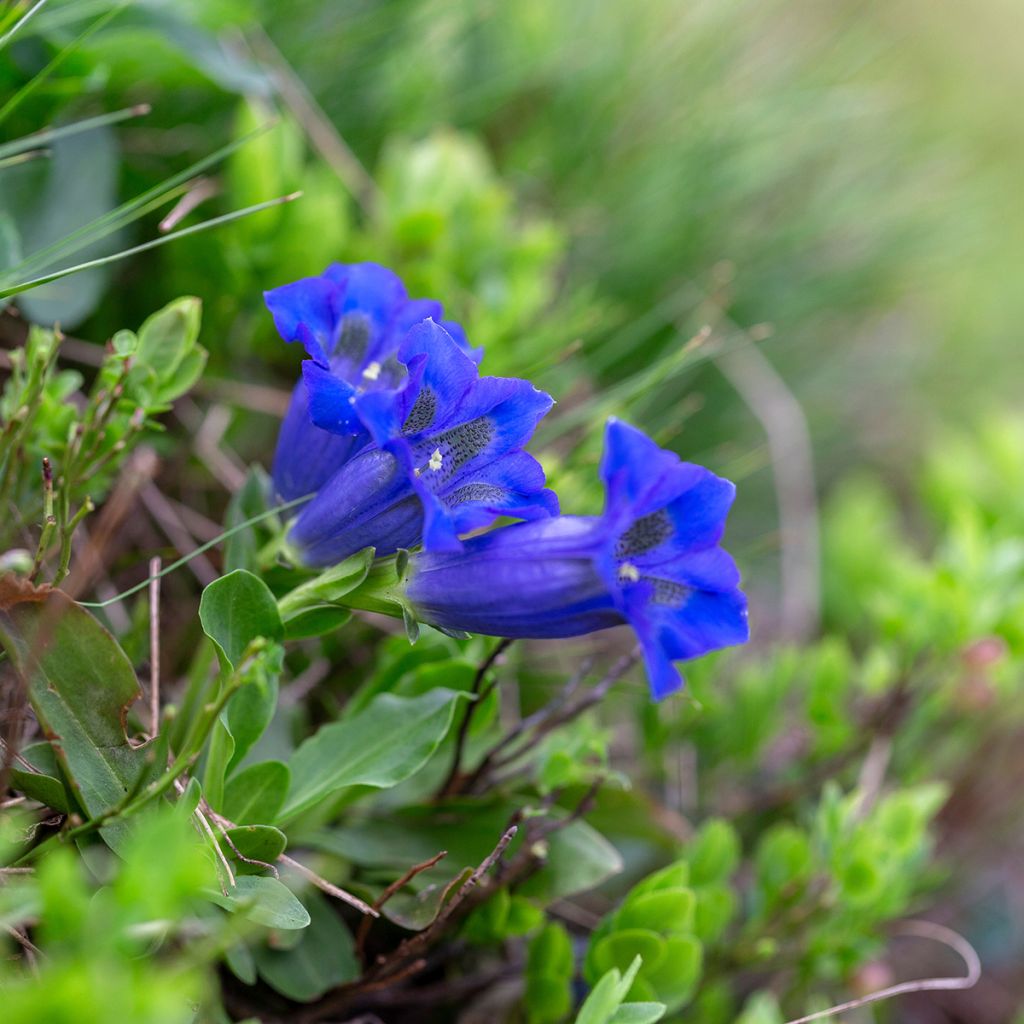 Gentiana acaulis