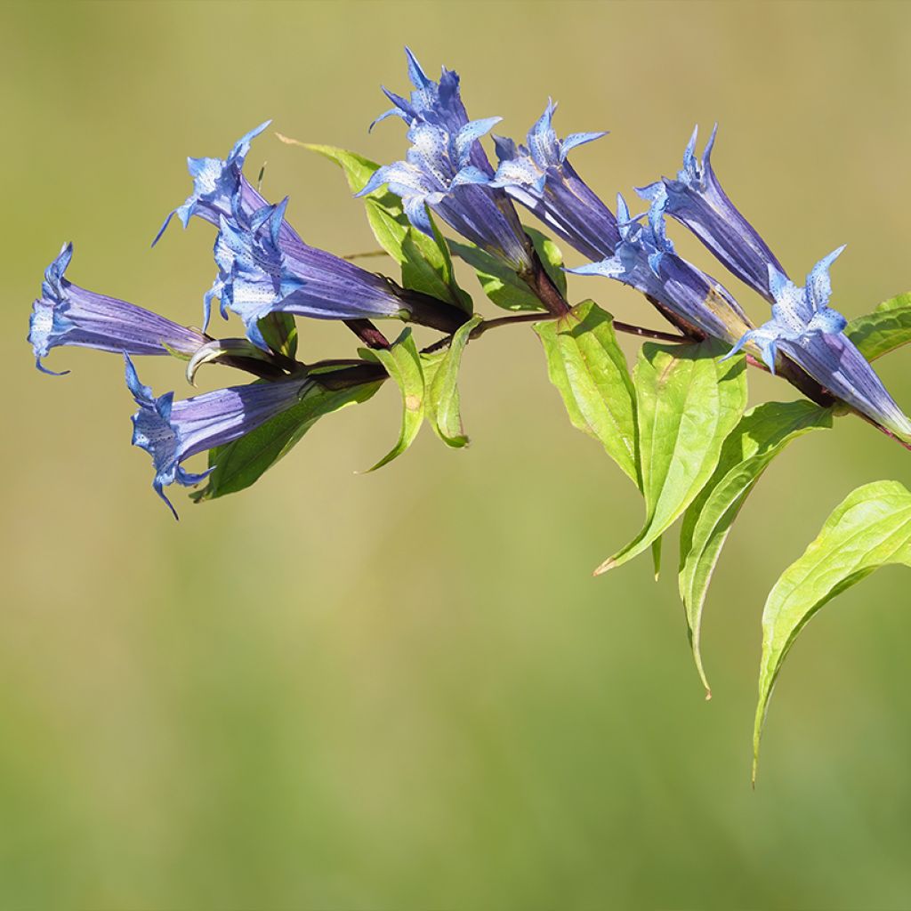 Gentiana asclepiadea